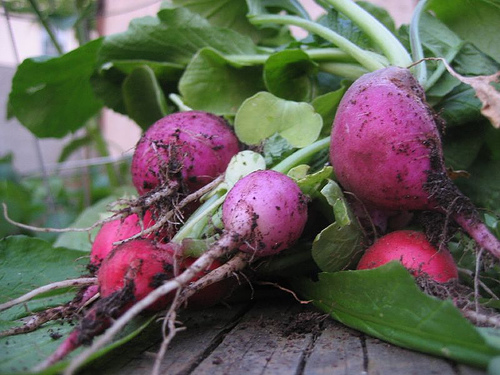 Radishes